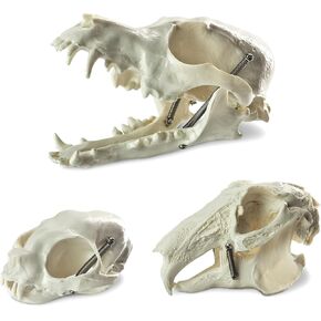 Dog & Cat & Rabbit Skulls - 3 Animal Skull Models, Suitable for Scientific Teaching, Animal Specimen Display