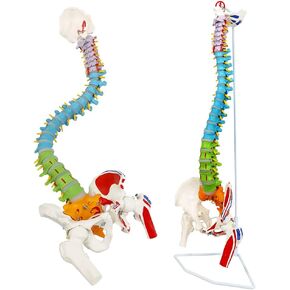 NEW HORIZON Scientific Spinal Cord Model,Skeleton Model -34" Life Size Spinal Column Model with Vertebrae, Nerves, Arteries, Lumbar Column, and Male Pelvis, Includes Stand (Good After-Sales)