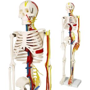 33" Human Skeleton Model with Nerves, Veins and Arteries, Removable Skull Cap, and Articulated Mandible - includes Display Stand, Worry Free Warranty, Perfect for Doctors, Students & Study