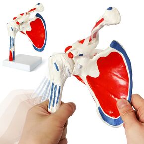Shoulder Joint Model W/Muscle Insertions & Origins Painted, Medical Anatomy Skeleton Natural Cast for Accurate Representation, Life Size for Doctors Educational Tool, Medical Teaching Learning