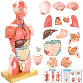 NEW HORIZON Human Body Deluxe Musculature Model, 16 Pcs Removable 17 inch Human Torso Anatomy Model with Heart Head Skull Brain Skeleton Model for Medical Student, Lab & Classroom Use