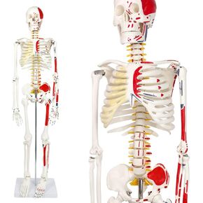 Half Life Size Painted and Numbered Human Skeleton Model, 35" Anatomical Replica with Muscle Insertion and Origin Points, Removable Skull Cap & Jaw, Durable Stand for Display and Study