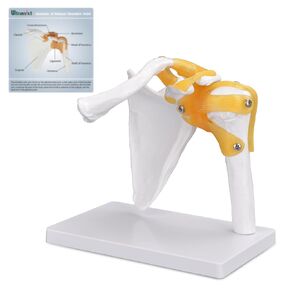 Human Shoulder Joint Anatomical Model, 1:1 Scientific Life Size Ligament Anatomy Skeleton, Shoulder Joint Teaching Tool for Patient Education & Anatomy Study