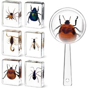 6 Pcs Insect in Resin Specimen Bugs Collection Paperweights with 1 Pcs Magnifier Bugs in Resin Bug Collection Kit for Kids Scientific Educational Toy Classroom Display Supplies in Saudi Arabia
