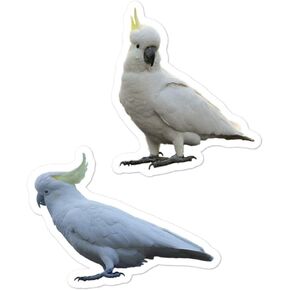 White Cockatoo Sticker, Umbrella Cockatoo Decal, Parrot Stickers 2 Pack in Saudi Arabia
