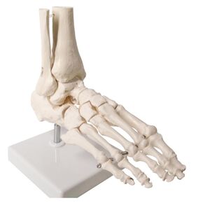 Foot Models, Human Foot Bone Models, Life-Size Medical Anatomical Foot and Ankle Models, Medical Learning and Science Classrooms
