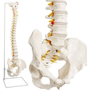 NEW HORIZON Scientific Spinal Cord Model,Skeleton Model -34" Life Size Spinal Column Model with Vertebrae, Nerves, Arteries, Lumbar Column, and Male Pelvis, Includes Stand (Good After-Sales)