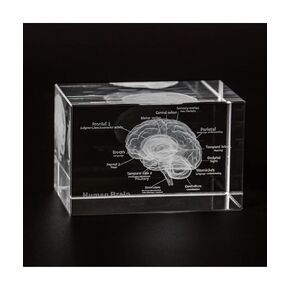 3D Human Brain Crystal Model, Laser Etched Anatomical Model for Home and Office Decoration, Neurology Gifts