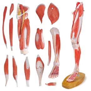 EVOTECH Human Leg Musculature Anatomy Model, 25 inch 2/3 Life Size 14 Pcs Removable Leg Anatomy Model W/Numbered Structures Showing Muscles Major Blood Vessels Nerves for Medical Student Lab Classroom