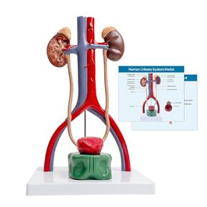 Male Urinary System Anatomy Model, Human Life Size Removable Bladder Kidneys Ureters and Adrenal Glands with Product Manual Card and PVC Base Labeled Numbered for Medical Education Study