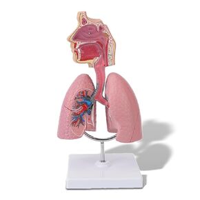 Respiratory System Model, Removable Heart Human Lung Anatomical Display Study Teaching Tool for Students