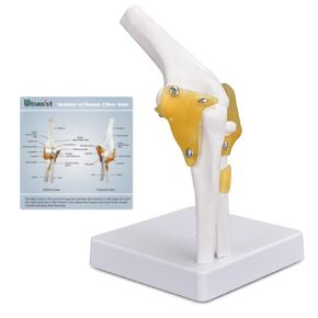 Human Elbow Joint Model with Ligaments, Flexible Knee Joint Model, Human Knee Joint Anatomy Model, Best Teaching Tool for Patient Education & Anatomy Study