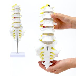 Human Anatomy Skeleton Model, Lift Size | 1/2 Lift Size Human Anatomical Model Medical Quality for Medical Teaching and Studying - Lumbar Sacrum Model