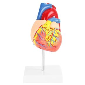 Heart Model, Anatomical Heart Model, Human Heart Anatomy Model 2 Part Heart Anatomy Life Size Medical Heart Model