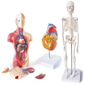 Medical Anatomy Model Set, Human Torso Heart and Skeleton Model Set of 3, Detachable Body Visceral Organs, Movable Arms and Legs Medical Anatomical Models with Manual
