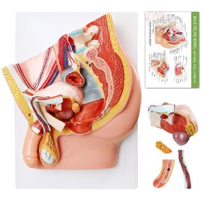 HADWYN Male Pelvis Reproductive Anatomy Model,Life Size 5-Parts Pelvis Model on Baseboard, Muscular,Urinary,Reproductive System,Anatomy Medical Model for Science Education with Detailed Product Manual