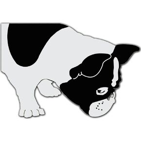 Bella the French Bulldog Sniffing Decal for 13" Laptop