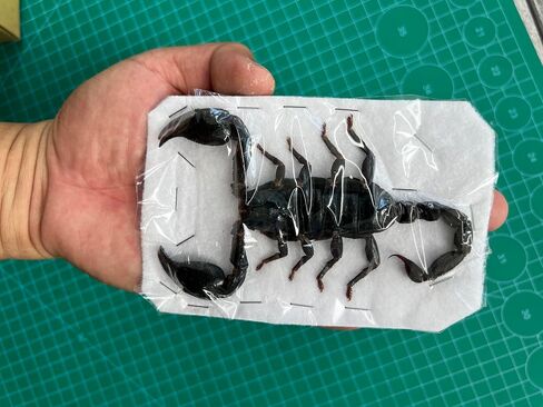 10 حقيقية Scorpion Cicada Beetle Bug المحفوظة أجنحة مثبتة على أخطاء Beetle Bugs Craft Colling Animalmery for Entomology Oddity Scientific Love Home Office Display Boset10 in Saudi Arabia