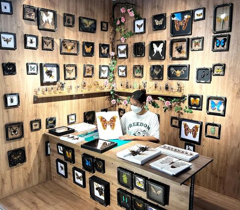 10 حقيقية Scorpion Cicada Beetle Bug المحفوظة أجنحة مثبتة على أخطاء Beetle Bugs Craft Colling Animalmery for Entomology Oddity Scientific Love Home Office Display Boset10 in Saudi Arabia