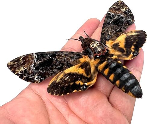 10 حقيقية Scorpion Cicada Beetle Bug المحفوظة أجنحة مثبتة على أخطاء Beetle Bugs Craft Colling Animalmery for Entomology Oddity Scientific Love Home Office Display Boset10 in Kuwait