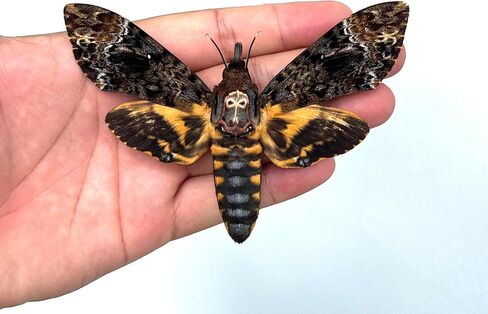 10 حقيقية Scorpion Cicada Beetle Bug المحفوظة أجنحة مثبتة على أخطاء Beetle Bugs Craft Colling Animalmery for Entomology Oddity Scientific Love Home Office Display Boset10 in Kuwait