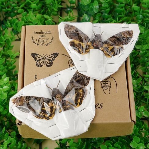 10 حقيقية Scorpion Cicada Beetle Bug المحفوظة أجنحة مثبتة على أخطاء Beetle Bugs Craft Colling Animalmery for Entomology Oddity Scientific Love Home Office Display Boset10 in Kuwait