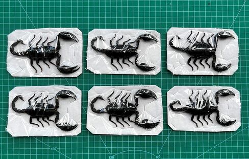 10 حقيقية Scorpion Cicada Beetle Bug المحفوظة أجنحة مثبتة على أخطاء Beetle Bugs Craft Colling Animalmery for Entomology Oddity Scientific Love Home Office Display Boset10 in Saudi Arabia