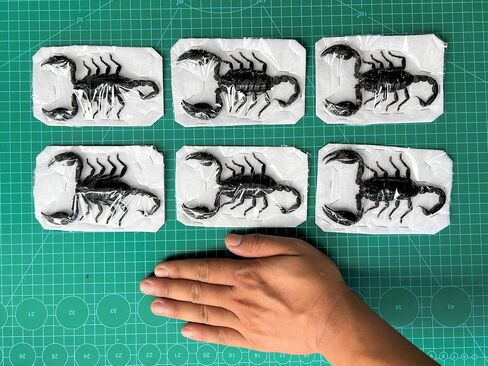 10 حقيقية Scorpion Cicada Beetle Bug المحفوظة أجنحة مثبتة على أخطاء Beetle Bugs Craft Colling Animalmery for Entomology Oddity Scientific Love Home Office Display Boset10 in Saudi Arabia