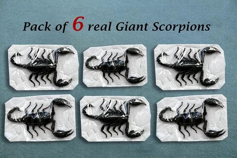 10 حقيقية Scorpion Cicada Beetle Bug المحفوظة أجنحة مثبتة على أخطاء Beetle Bugs Craft Colling Animalmery for Entomology Oddity Scientific Love Home Office Display Boset10 in Saudi Arabia