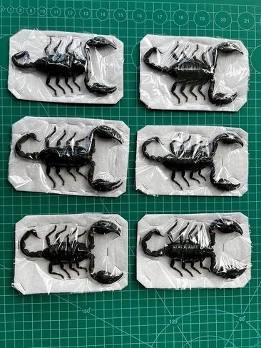 10 حقيقية Scorpion Cicada Beetle Bug المحفوظة أجنحة مثبتة على أخطاء Beetle Bugs Craft Colling Animalmery for Entomology Oddity Scientific Love Home Office Display Boset10 in Saudi Arabia