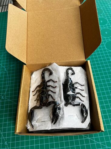 10 حقيقية Scorpion Cicada Beetle Bug المحفوظة أجنحة مثبتة على أخطاء Beetle Bugs Craft Colling Animalmery for Entomology Oddity Scientific Love Home Office Display Boset10 in Saudi Arabia