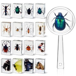 16 Pcs Insect in Resin Specimen Bugs Collection Paperweights Arachnid Resin Specimen for Preschool, Classroom Science, and Home Displays Kids