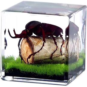 Insects' Cubic World, Real Insect Collection, Resin Bug Specimen, Biology Scientific Educational Display, Crystal Cube Ornament, Nature Inspiration(Antler Horned Beetle)