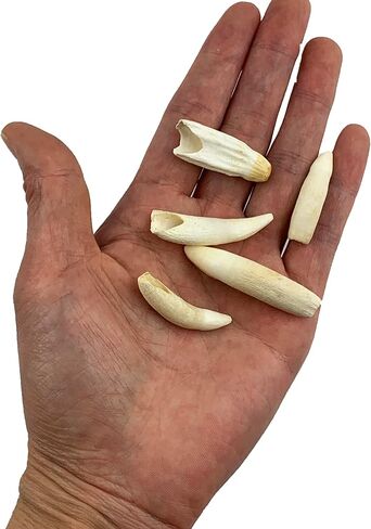 Heyiwell 5pc أسنان التمساح الحقيقية ، أسنان التمساح الأصلي 1.25 "~ 1.75" بوصة in Kuwait
