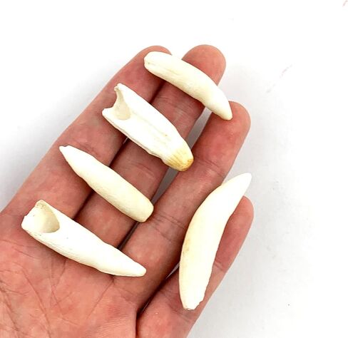Heyiwell 5pc أسنان التمساح الحقيقية ، أسنان التمساح الأصلي 1.25 "~ 1.75" بوصة in Kuwait