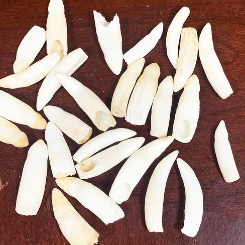 Heyiwell 5pc أسنان التمساح الحقيقية ، أسنان التمساح الأصلي 1.25 "~ 1.75" بوصة in Kuwait