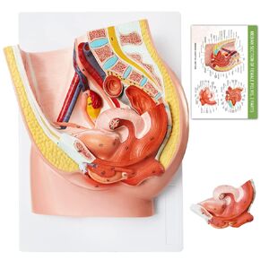 HADWYN 2024 New Design Female Pelvis Reproductive Anatomy Model,Life Size Female Pelvic Skeleton Model, Anatomy Medical Model for Science Education with Detailed Product Manual