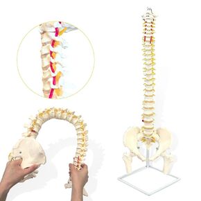 34-in Life - Sized Spine Model，with Nerves、Vertebrae、Vertebral Artery、Iumbar Vertebrae、Male Pelvis，Includes Durable Stand and Full-Color Product brochure，for Scientific Research and Education