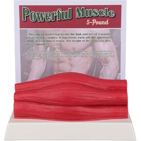 SimCoach Human Body Muscle Replica 5 Lbs, Keep Fit &Fitness Motivation Reminder, Silicone Human Muscle Model for Nutritionist, Athlete