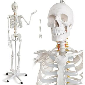 HADWYN Life Size Human Skeleton Model for Anatomy- Medical Human Skeleton Model with Nervous System 70.8 in with Rolling Stand for Medical Study and Display 3 Posters