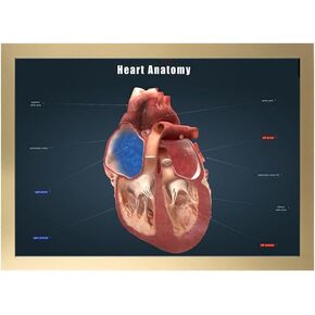 Taanfu Body Educational Learning Anatomy Posters ，Heart Anatomy Art Heart Anatomy Villi Anatomy Art Poster Digestive System Organs Illustration Small Intestine Physiology Anatomy Wall Art Villi