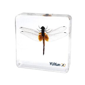 Animal Insect Dragonfly Specimen Paperweight Pantala flavescens Specimen Science Classroom Taxidermy for Science Education
