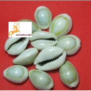 IS4A IndianStore4All Natural White Conch Shell Cowrie Shells - Set of 11