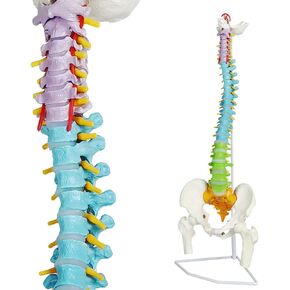2025 Color Coded Life Size Spine Model,34" Medical Anatomical Super Flexible Spine Model with Pelvis,Femur Heads,Vertebrae, Nerves, Arteries, Lumbar Column, Includes Stand (3 Motnhs Warranty)