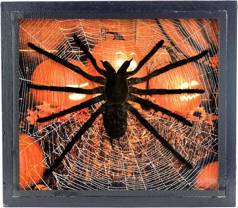 طيور عملاقة حقيقية لتناول الطعام الرتيلاء Eurypeima Spincrus Spider Supider Supider Display Boxplent (صندوق خشبي أسود) (Halloween Pumpkin ، 6x7) in Kuwait