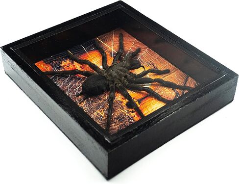 طيور عملاقة حقيقية لتناول الطعام الرتيلاء Eurypeima Spincrus Spider Supider Supider Display Boxplent (صندوق خشبي أسود) (Halloween Pumpkin ، 6x7) in Kuwait