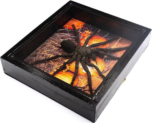 طيور عملاقة حقيقية لتناول الطعام الرتيلاء Eurypeima Spincrus Spider Supider Supider Display Boxplent (صندوق خشبي أسود) (Halloween Pumpkin ، 6x7) in Kuwait