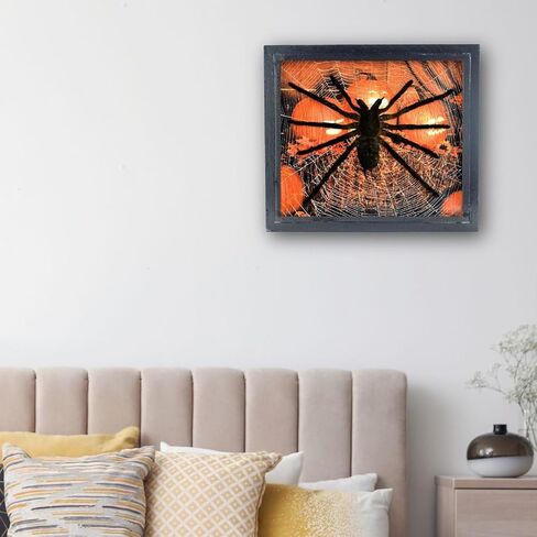 طيور عملاقة حقيقية لتناول الطعام الرتيلاء Eurypeima Spincrus Spider Supider Supider Display Boxplent (صندوق خشبي أسود) (Halloween Pumpkin ، 6x7) in Kuwait