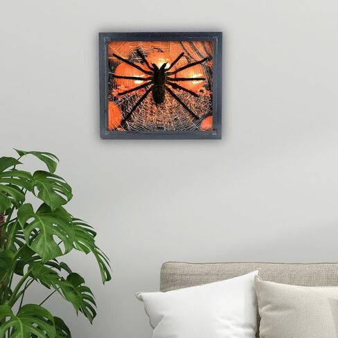 طيور عملاقة حقيقية لتناول الطعام الرتيلاء Eurypeima Spincrus Spider Supider Supider Display Boxplent (صندوق خشبي أسود) (Halloween Pumpkin ، 6x7) in Kuwait