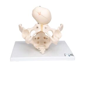 3B Scientific L30 Childbirth Demonstration Pelvis - 3B Smart Anatomy